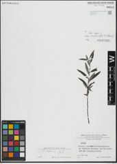 Foto von Salix repens subsp. rosmarinifolia (L.) Andersson